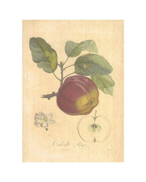 Flax Art Poster | Encyclopedia Apple A | FWP-AP-EN6A